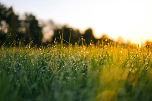 Grow Your Perfect Green Landscape