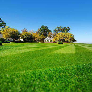 Best Grass Seed For North & South Alabama